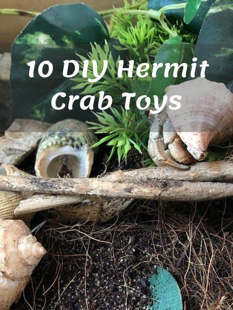 Hermit Crab Toys, Bird Repellent Spray, Hermit Crab Cage, Hermit Crab Crafts, Hermit Crab Homes, Hermit Crab Habitat, Hermit Crab Tank, Crab Toy, Hermit Crab Shells