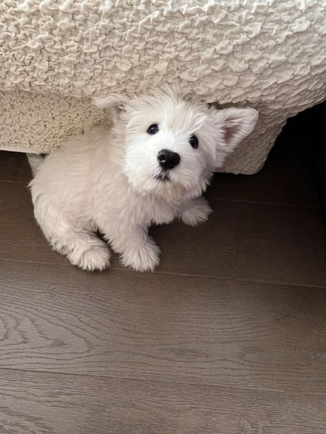 Westy Dogs, Baby Animals Cute, Wholesome Dog, Westie Puppies, Little Animals, Westie Dogs, Really Cute Dogs, Puppies And Kitties, Animals Cute