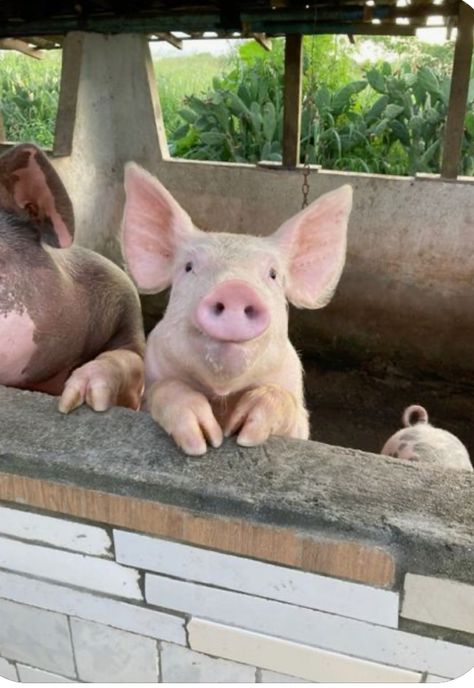 Pig Aesthetic, Cutee Animals, Baby Farm Animals, Animals Farm, Farm Baby, Pet Pigs, Baby Pigs, Animals Funny