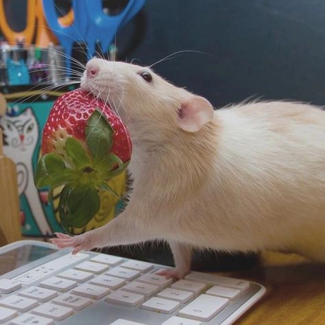 Rat Eating Strawberry, Rattus Rattus, Fancy Rats, Baby Rats, Rats And Mice, Funny Rats, Fancy Rat, Pet Rat, Cute Rats