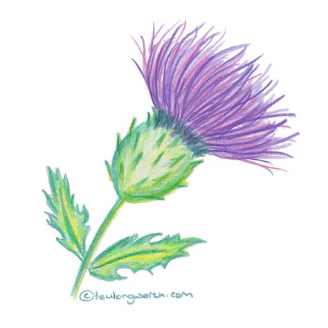 More Scottish Themed Drawings inspired by the Great Glen Way Thistle Flower Drawing, How To Draw A Thistle, Thistle Drawing, Scottish Thistle Drawing, Thistle Art, Scottish Drawings, Thistle Sketch, Thistle Drawing Illustration, Scottish Thistle Illustration