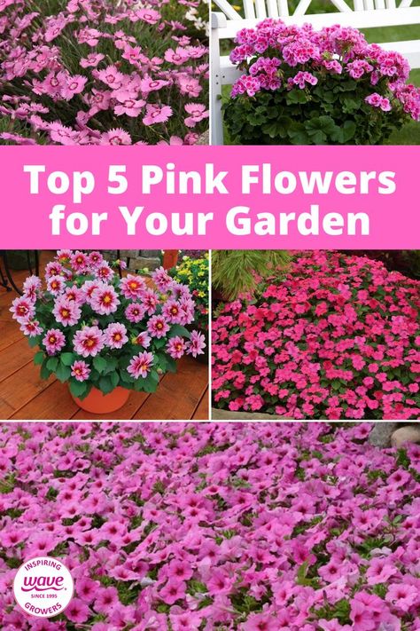 5 different pink flowers in gardens Pink Petunias, Plants With Pink Flowers, Easy Waves, Patio Planters, Flower Pots Outdoor, Pink Garden, Outdoor Flowers, Pink And White Flowers, Container Flowers