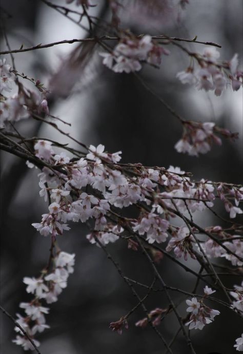 Cherry Blossom Dark Background, Dark Spring Aesthetic Wallpaper Iphone, Cherry Blossom Aesthetic Dark, Dark Cherry Blossom Wallpaper, Cherry Blossom Ipad Wallpaper, Dark Spring Aesthetic Wallpaper, Cherry Blossom Background Aesthetic, Spring Dark Aesthetic, Cherry Blossom Astethic