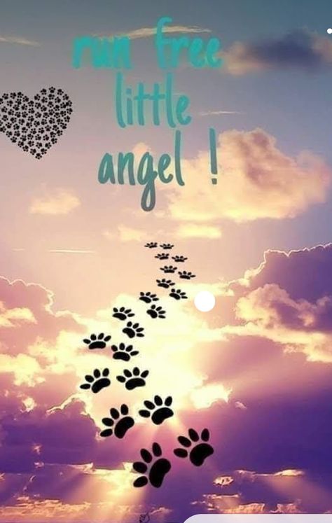 Dog Heaven Quotes, I Miss My Cat, Miss My Dog, Puppy Heaven, Dog Poems, Dog Quotes Love, Dog Heaven, Pet Remembrance, Dogs Lover