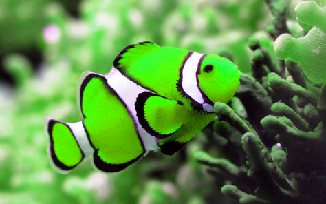 Such pretty fishies! Salt Water Fish, Saltwater Tank, Green Animals, Beautiful Sea Creatures, Water Animals, Fish Wallpaper, Marine Fish, Underwater Creatures, Exotic Fish