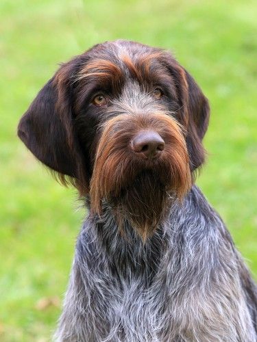 The Wirehaired Pointing Griffon Temperament, Personality ( More) Strong Dog Toys, Indestructible Dog Toys, Hunting Dogs Breeds, Wirehaired Pointing Griffon, Pointing Griffon, Working Dogs Breeds, Griffon Dog, Puppy Toys, Big Dog Breeds