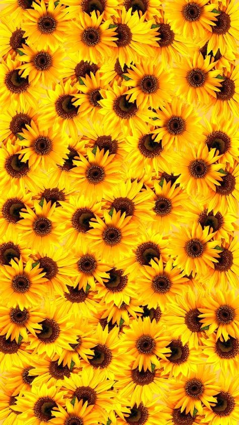 Sunflower Wallpaper Backgrounds, Wallpaper Backgrounds For Iphone, Coffee Designs Art, Autumn Pictures, Backgrounds For Iphone, Sunflower Iphone Wallpaper, Next Wallpaper, Wallpaper For Bedroom, Sunflower Images