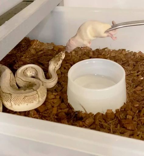 Ball Python Tub Setup, Ball Python Tank Ideas, Diy Ball Python Enclosure, Ball Python Enrichment, Snake Tank Setup Ball Python, Ball Python Enclosure Ideas, Piebald Ball Python, Python Tank, Royal Python