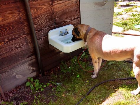 Outdoor Dog Food And Water Station, Outdoor Water Bowls For Dogs, Dog Water Bowl Ideas Outdoor, Outdoor Dog Water Station Diy, Diy Dog Water Bowl, Outside Dog Water Bowl Ideas, Kennel Ideas Outdoor, Cheap Dog Kennels, Dog Backyard