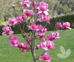 Felix Magnolia Tree, Boarder Garden, Magnolia Soulangeana, Landscaping Trees, Tree Growing, Pink Magnolia, Magnolia Tree, Magnolia Flowers, Hot Pink Flowers