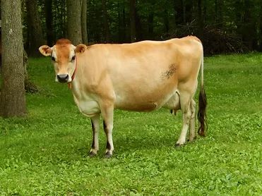 Dairy Cattle | michiganstatefairllc Barnwood Builders, Zebu Cow, Types Of Cows, Jersey Cattle, Drawing Classes, Longhorn Cow, Mini Cows, Jersey Cow, Dairy Cattle