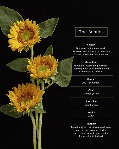 Sunrich Sunflower Facts Sunflower Facts, Sunflower Plant, Growing Sunflowers, Planting Sunflowers, Sunflowers And Daisies, Flower Guide, Flower Meanings, Garden Quotes, The Sunflower