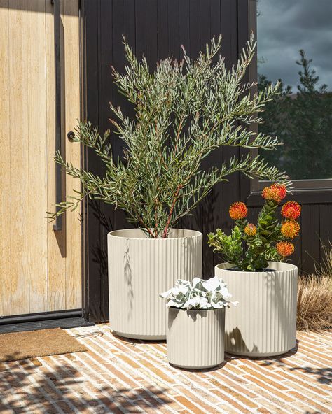 demi planter series Rock Planters, Long Planter, Front Porch Planters, Outdoor Cooler, Native Gardens, Porch Flowers, Porch Planters, Potted Plants Outdoor, Patio Planters