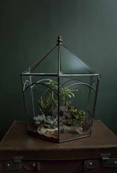 Planting in a Vintage Terrarium | Flickr - Photo Sharing! Vintage Terrarium, Beautiful Terrariums, Geometric Terrarium, Moss Terrarium, Mini Greenhouse, Garden Terrarium, Terrarium Diy, Glass Box, Terrarium Plants