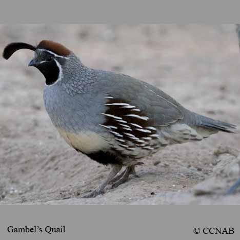 Gambel's Quail Clay Quail, Garden Stacks, Mosaic Rocks, Quails, Mosaic Animals, Bird Carving, Clay Sculptures, Polymer Clay Figures, Bird Pattern