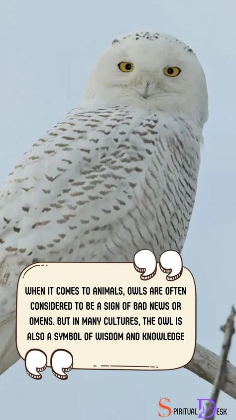 When it comes to animals, owls are often considered to be a sign of bad news or omens. But in many cultures, the owl is also a symbol of wisdom and knowledge. So, what is the spiritual meaning of seeing a white owl? #considered #meaning #knowledge #wisdom #symbol #cultures #topnews #sign #animals #badnews #owl #culture #omen Wisdom Symbol, Owl Symbolism, Owl Wisdom, Symbol Of Wisdom, Spiritual Transformation, Spiritual Beliefs, White Owl, Spiritual Messages, Spiritual Guides