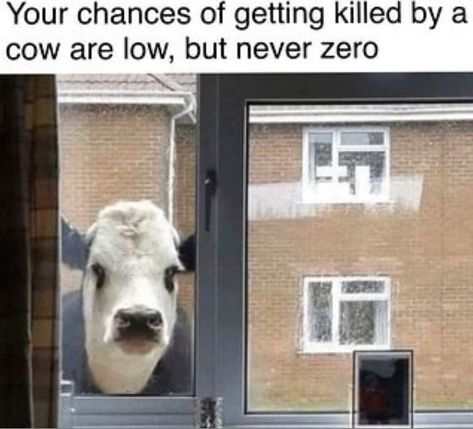 Amoosing Cow Memes And Tweets - I Can Has Cheezburger? Cow Meme, Cows Funny, A Cow, Morning Humor, Memes Humor, Funny Animal Memes, Keanu Reeves, Animal Memes, Cat Memes