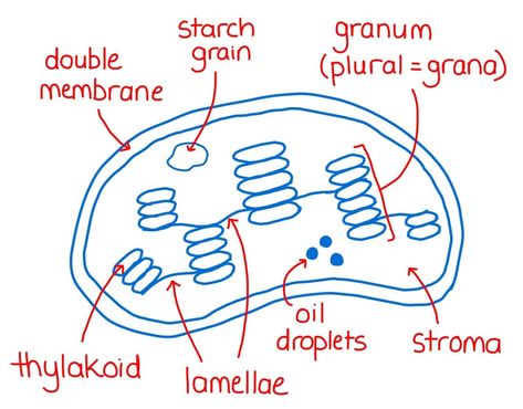 You searched for Cell - Zoë Huggett Tutorials A Level Biology Revision, Bio Notes, Biology Diagrams, Biology College, General Biology, Biology Revision, Body Facts, Cell Organelles, Human Body Facts