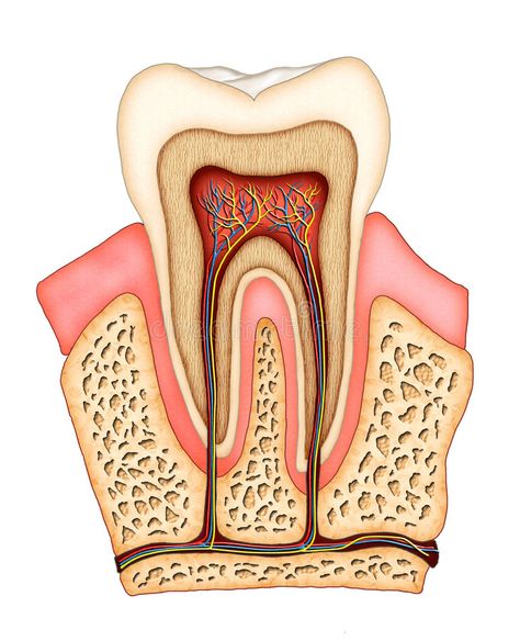 Clove Dental, Teeth Anatomy, Citrus Drinks, Tooth Infection, Dental Anatomy, Tooth Enamel, Nice Teeth, Teeth Health, Tooth Pain