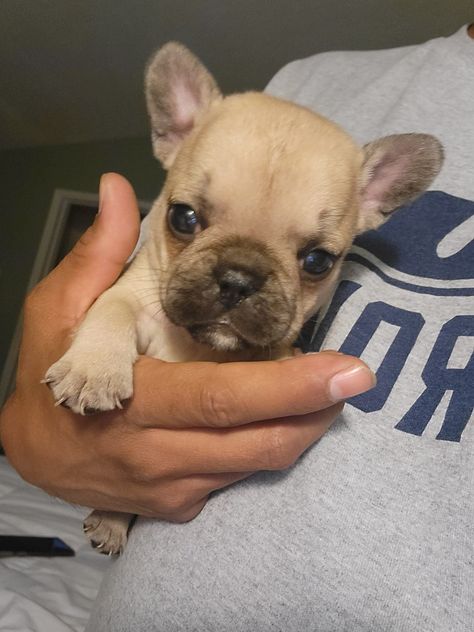 Frenchie Puppies For Sale!!! Frenchie Puppies For Sale, Frenchie Puppies, French Bulldog For Sale, Puppies For Sale Near Me, Bulldog Puppies For Sale, Frenchie Puppy, French Bulldog Puppies, Bulldog Puppies, T Shirt Women