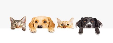 Gatto Carino, Cat Stock, Dog Images, Animal Companions, Cute Cats And Dogs, Littlest Pet Shop, Web Banner, Dog Paws, Training Your Dog