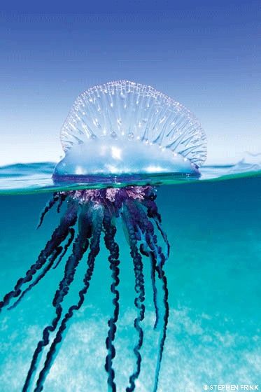 Portuguese Man of War Jellyfish Cnidaria, Fauna Marina, Beautiful Sea Creatures, Underwater Creatures, Underwater Life, Ocean Water, Beautiful Ocean, Marine Animals, Ocean Creatures