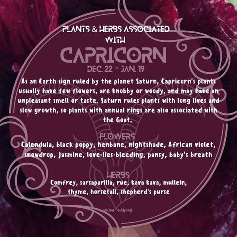 Herbs Of Capricorn, Herbs For Capricorn, Capricorn Herbs, Capricorn Magic, January Magick, Plant Magick, Witchy Astrology, Moonlit Path, Zodiac Aesthetic