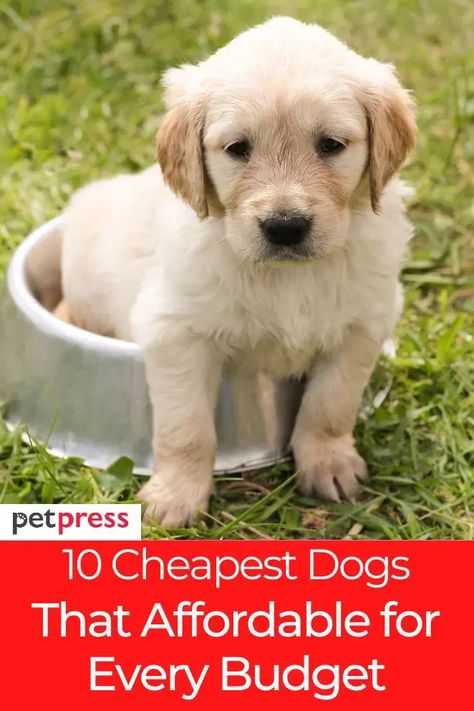 Are you looking for a dog and wondering what is the cheapest dog breed? Check out this list of the most budget-friendly breeds! #cheapestdogbreeds #cheapestdogs #dogs Quiet Dog Breeds, Cutest Small Dog Breeds, Non Shedding Dogs, Most Expensive Dog, Cheap Puppies, Cute Small Dogs, Famous Dogs, Cheap Dogs, Most Popular Dog Breeds