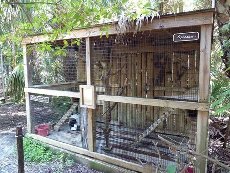 Possum pen Raccoon Enclosure, Ferret Enclosure, Lizard Habitat, Outdoor Enclosure, Animal Enclosures, Cat Patio, Enclosure Ideas, Wildlife Rehabilitation, Pet Raccoon