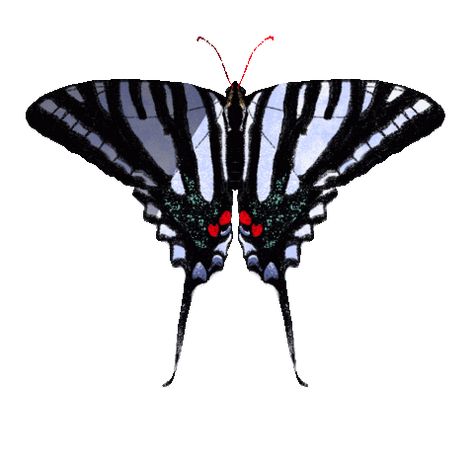 Butterfly Animation, Zebra Swallowtail Butterfly, Zebra Swallowtail, Fly Gif, Love Heart Gif, Heart Gif, Swallowtail Butterfly, Animated Gif, Insects