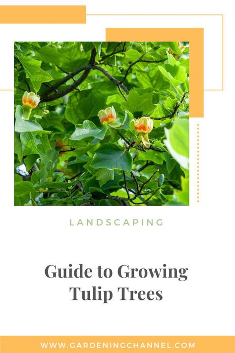 tulip tree with blooms with text overlay landscaping guide to growing tulip trees Tulip Poplar Tree, Growing Tulips, Front Landscape, Tulip Tree, Gardening Guide, Poplar Tree, Planting Tips, Front Landscaping, Tree Care