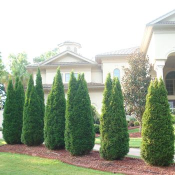 Plain Landscape, Leyland Cypress Trees, Trees Nursery, Hedge Trees, Thuja Green Giant, Trees Landscaping, Emerald Green Arborvitae, Leyland Cypress, Fast Growing Evergreens