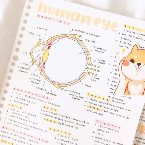 Anatomy Of Eye Notes, Eye Anatomy Notes, Aesthetic Notes Study Inspiration Biology, Science Aesthetic Notes, Eye Biology, Ophthalmology Notes, Medical Notes Aesthetic, Science Notes Aesthetic, Anatomy Notes Aesthetic