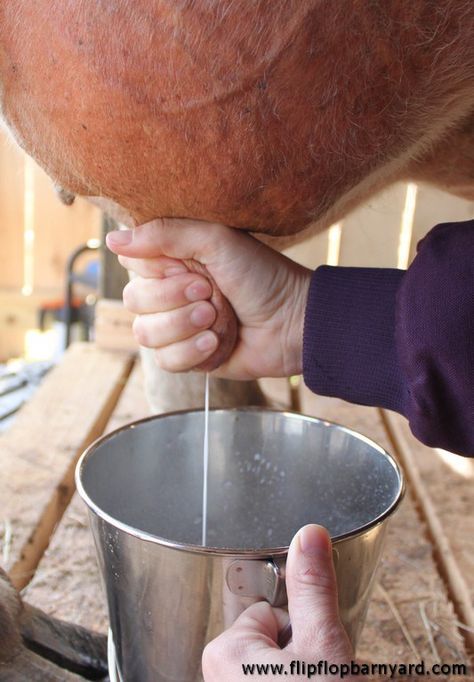 How to Hand Milk a Cow or a Goat | The Flip Flop Barnyard Milk A Cow, Milking A Cow, Dexter Cattle, Skill To Learn, Raising Farm Animals, Homesteading Skills, Cow Pictures, A Goat, Goat Farming