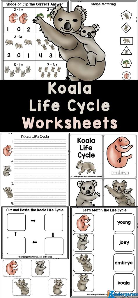 Let's head down under to learn about one of Australia's amazing animals - the koala life cycle with these free koala worksheets. Use these koala activities to learn about animals, life cycles, or just practice math and literacy skills with a fun koala theme. These life cycle of a koala printables are perfect for kids in preschool, pre-k, kindergarten, and first graders too. Koala Activities, Koala Kids Craft, Fish Life Cycle, Life Cycle Worksheet, Plant Life Cycle Worksheet, Grade 1 Math, Bears Preschool, Tree Life Cycle, Printable Animal Masks