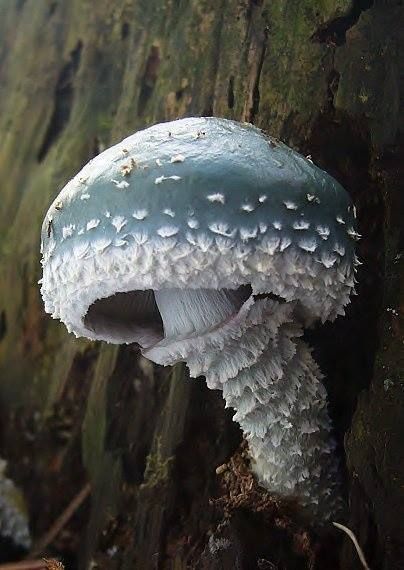 Stropharia aeruginosa Aesthetic Mushrooms, Poisonous Mushrooms, Beauty Dish, Lichen Moss, Mushroom Pictures, Forest Aesthetic, Slime Mould, Plant Fungus, Mushroom Fungi