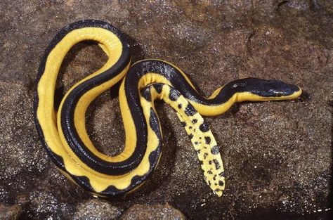 Yellow Bellied Sea Snake, Sea Snakes, Snake Yellow, Snake Breeds, Tiger Species, Snake Tail, Snake Images, Aquatic Animal, Leopard Tortoise