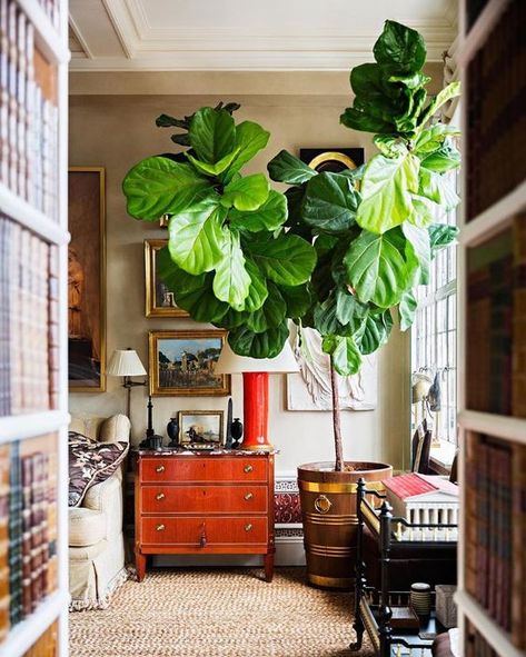 Plum Walls, Fiddle Fig Tree, House Of Pain, Fiddle Leaf Tree, Fiddle Fig, Alexa Hampton, Living Room Plants, Fiddle Leaf Fig Tree, Ficus Lyrata