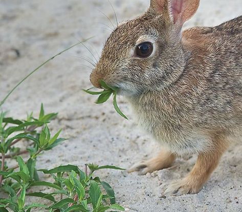 Rabbit Resistant Flowers, Rabbit Resistant Landscaping, Deer And Rabbit Resistant Perennials, Rabbit Resistant Perennials, Rabbit Deterrent, Planters For Shade, Flowering Shade Plants, Midwest Garden, Rabbit Repellent