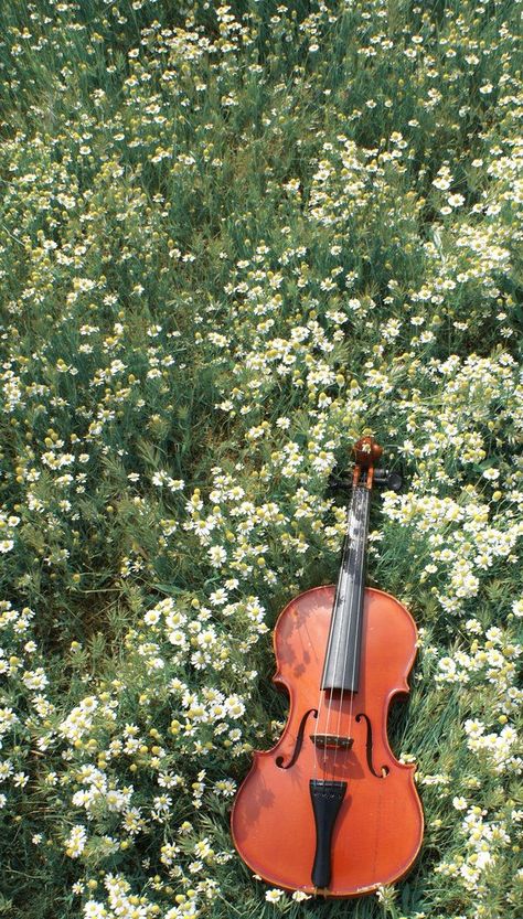 Violin, Orange, Yellow, Music, White