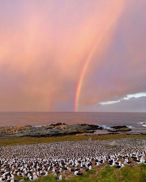 Cap Vert, Falkland Islands, South America Travel, Ig Stories, Amazing Adventures, Travel Inspo, Archipelago, Wildlife Photography, Beautiful Destinations