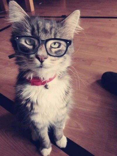 Nerdy Cat Whatsapp Avatar, Cat Wearing Glasses, Hipster Cat, Cat Glasses, Wearing Glasses, Ernest Hemingway, Cute Kittens, Cats Meow, Maine Coon