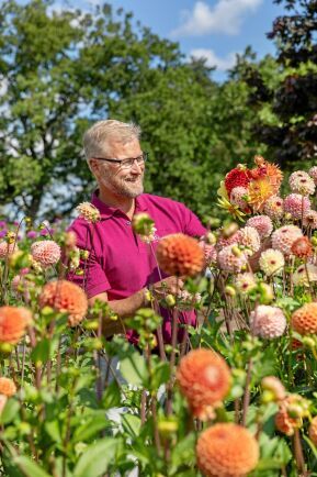 Hortensia Annabelle, Dahlia, Pins