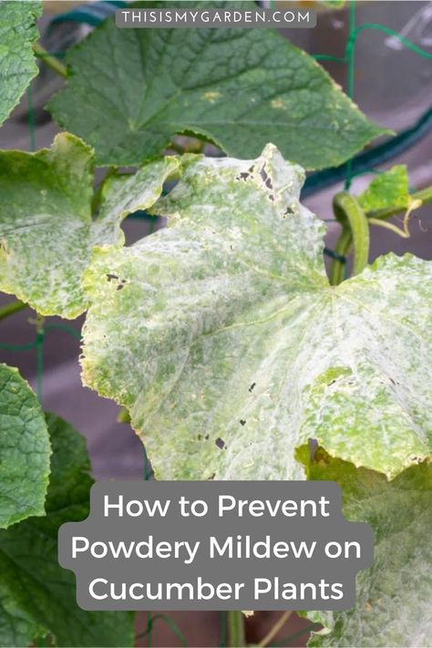 Cucumber Diseases Leaves, Cucumber Plant Problems, Pruning Cucumber Plants, How To Prune Cucumber Plants, Cucumber Plants Growing Tips, Cucumber Growing Tips, Cucumber Growing, Zucchini Growing, Garden Cucumbers