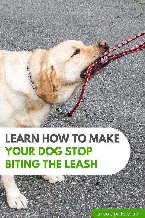 Dog Training A Puppy To Walk On A Leash, Puppy Stages, Stop Dog Barking, Puppy Biting, Leash Training, Mini Dogs, Aggressive Dog, Dog Help, Dog Biting