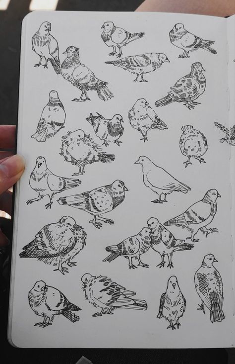 Art by Jadeitor Cute Pigeon Tattoo, Pigeon Line Art, Pigeon Doodles, Cute Pigeon Drawing, Cute Birds Drawing, Pigeons Drawing, Pigeon Sketch, Quail Drawing, Bird Art Drawing