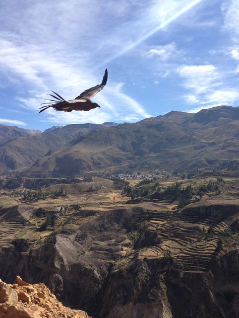 Colca Canyon Peru, Peruvian Condor, Camping Inspo, Thea Stilton, Colca Canyon, Cusco Peru, Bald Eagle, Pic Ideas, Ecuador