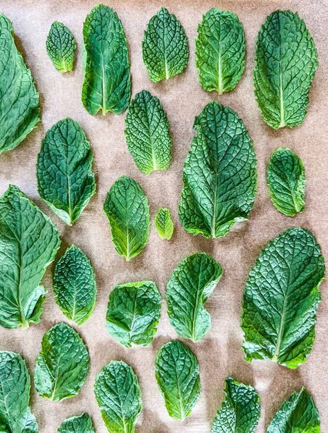 How To Freeze Mint 3 Ways | Whole Leaves, In Oil, In Water - Harvesting Mint, Harvest Parsley, Harvest Mint, Oil In Water, Watermelon Mint Salad, Drying Mint Leaves, Mint Water, Mint Salad, Watermelon Mint