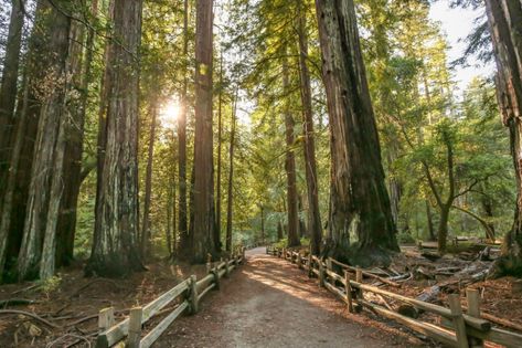 Best Trails in Big Basin Redwoods State Park - California | AllTrails Big Basin, Santa Cruz Mountains, Redwood Forest, State Park, State Parks, San Jose, San Francisco, Country Roads, Forest