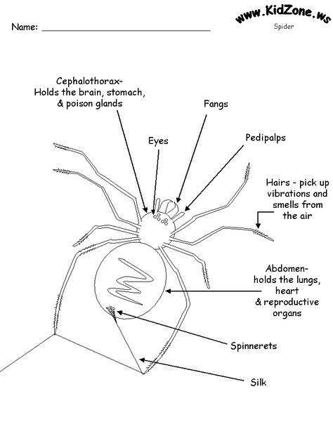 Spider Activities - Label a Spider (Easy) - lots of printables Parts Of A Spider Free Printable, Spider Facts For Kids, Parts Of A Spider, Charlottes Web Activities, Spider Facts, Spider Diagram, Spider Fact, Spider Unit, The Very Busy Spider